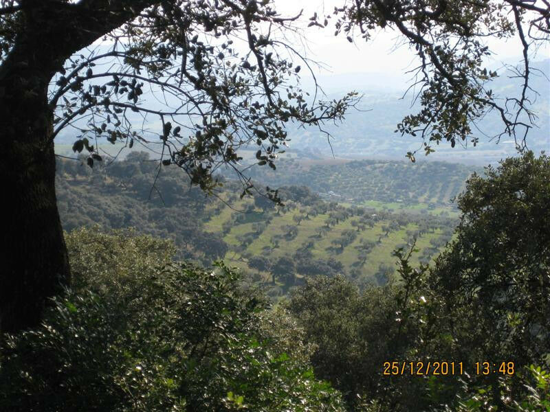 Finca - Cortijo Arcos de la Frontera Cádiz - image 2