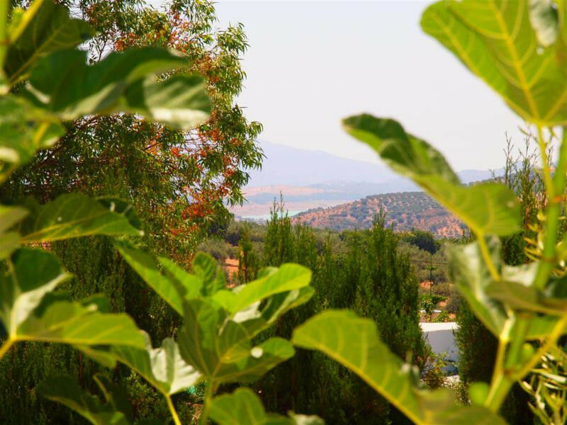 Finca - Cortijo Periana Málaga - image 2