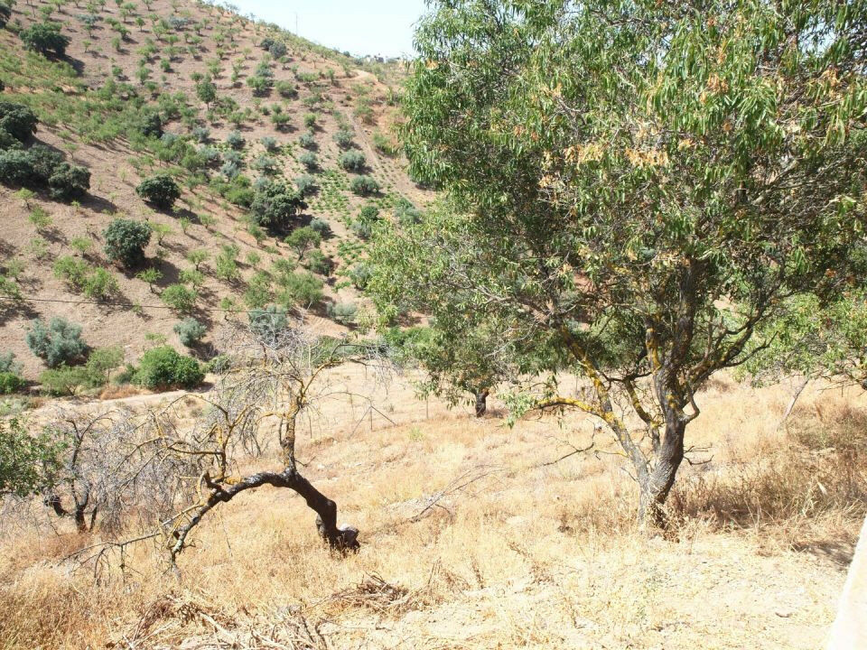 Finca - Cortijo La Viñuela Málaga - image 20