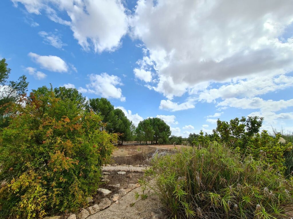 Finca - Cortijo Pinoso Alicante - image 20