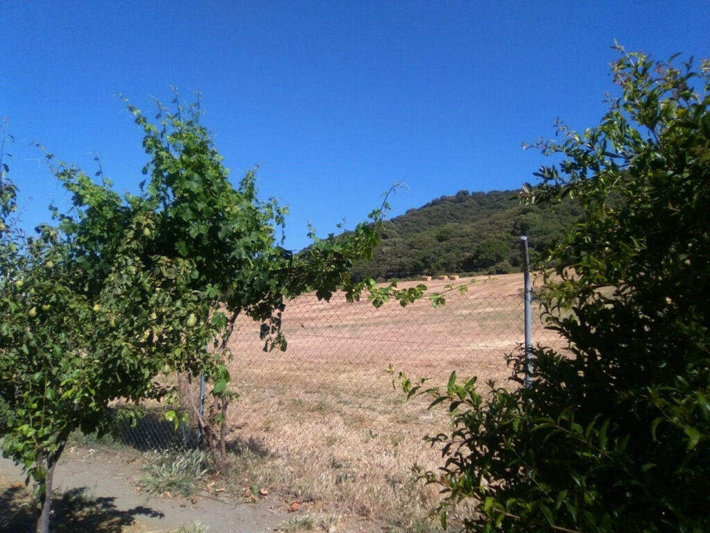 Finca - Cortijo Alcaucín Málaga - image 22