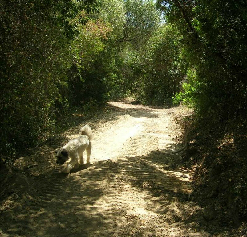 Finca - Cortijo Jimena de la Frontera Cádiz - image 22