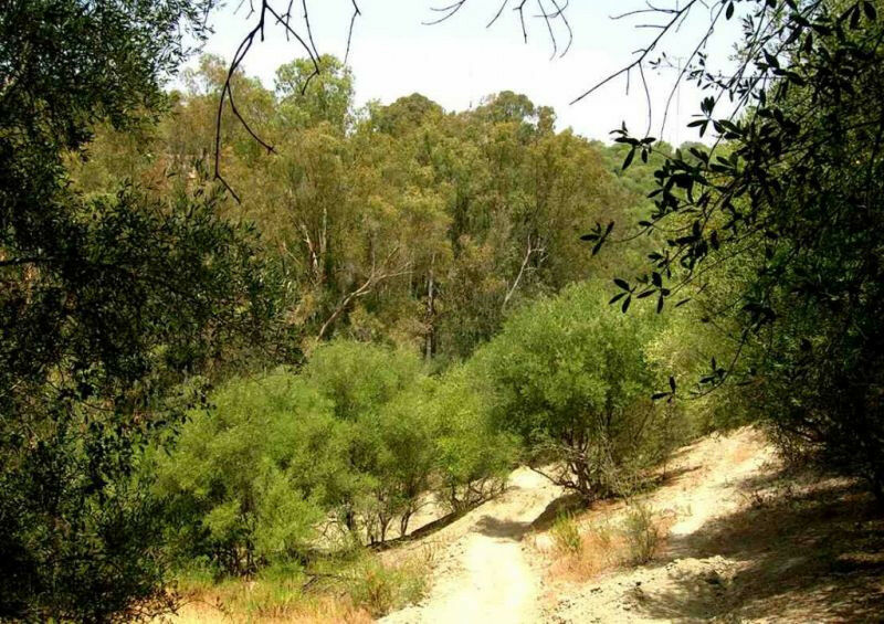 Finca - Cortijo Jimena de la Frontera Cádiz - image 23