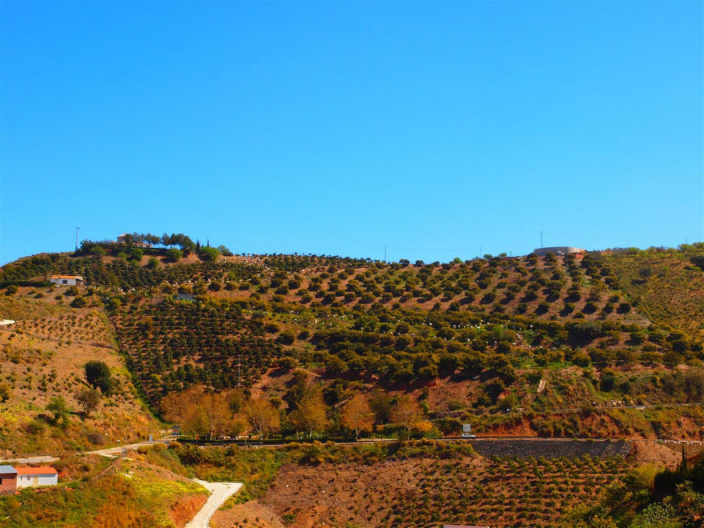 Finca - Cortijo Iznate Málaga - image 24