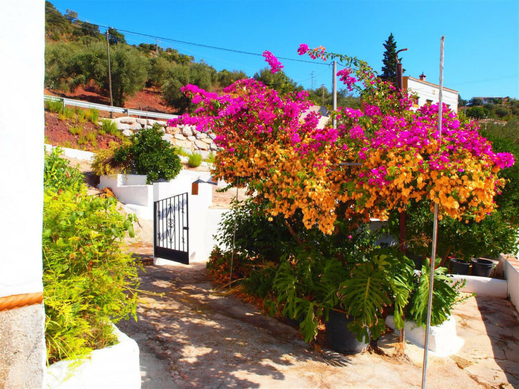 Finca - Cortijo Comares Málaga - image 3