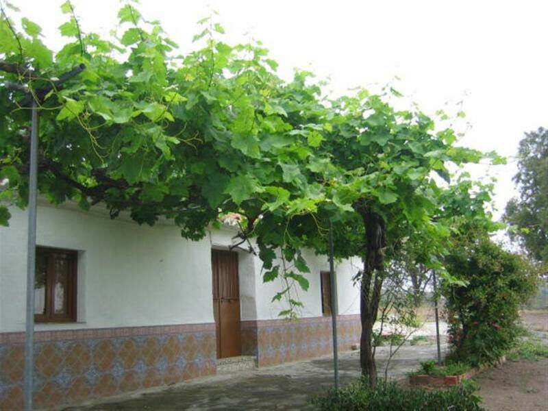 Finca - Cortijo Triana Málaga - image 3