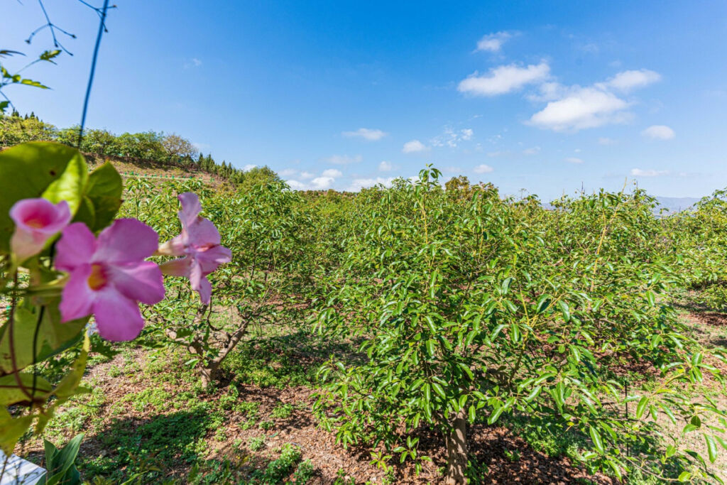 Finca - Cortijo Vélez-Málaga Málaga - image 31
