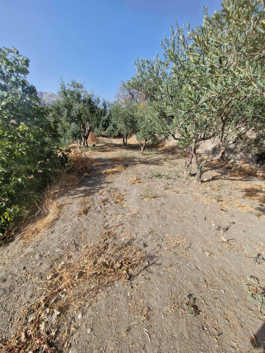 Detached Villa Alora Málaga - image 35
