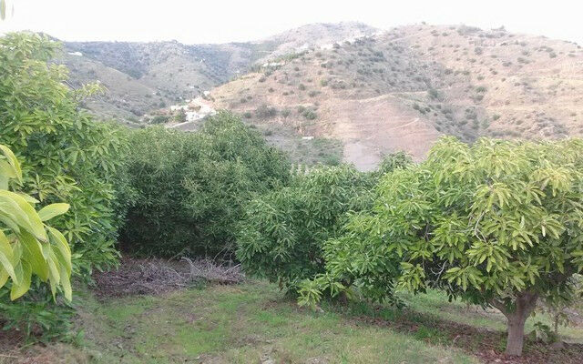 Finca - Cortijo Torrox Málaga - image 4