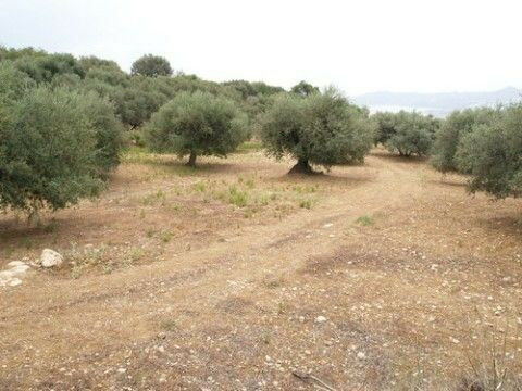 Residential Plot Periana Málaga - image 4