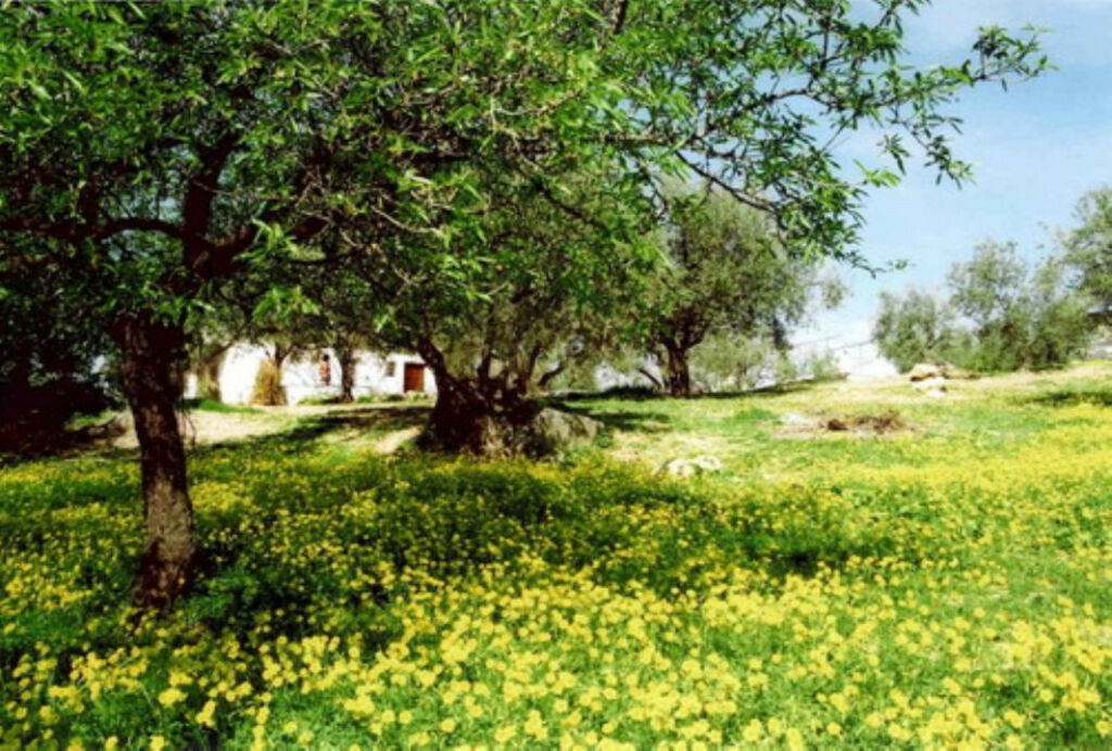 Finca - Cortijo Periana Málaga - image 4
