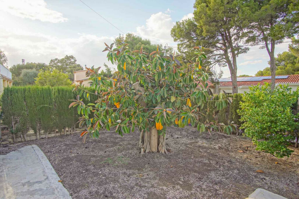 Detached Villa Denia Alicante - image 45