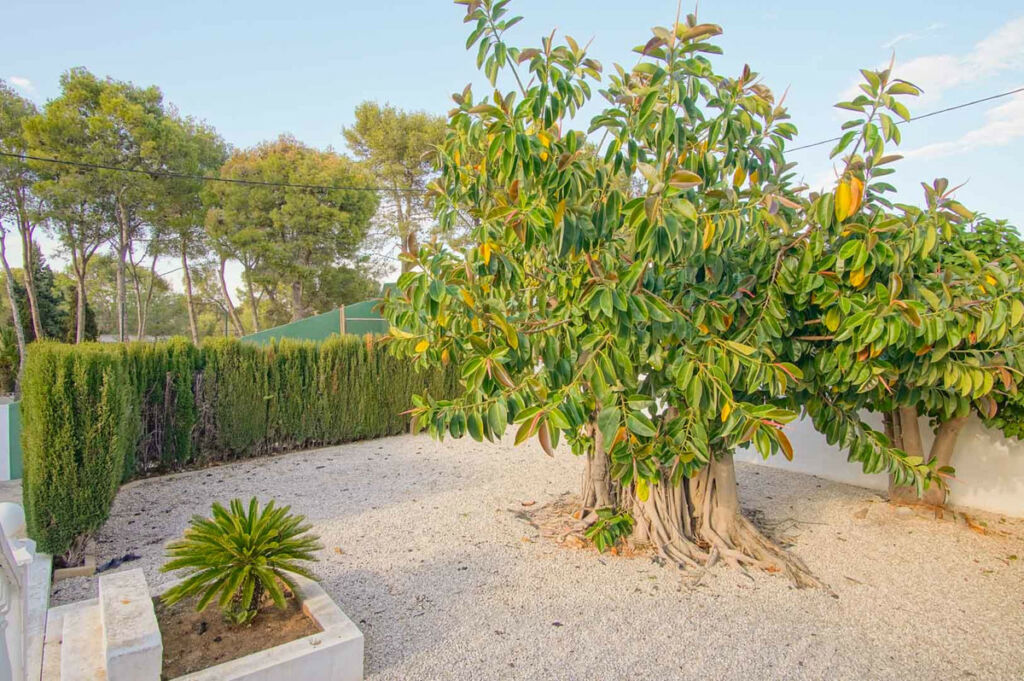 Detached Villa Denia Alicante - image 46