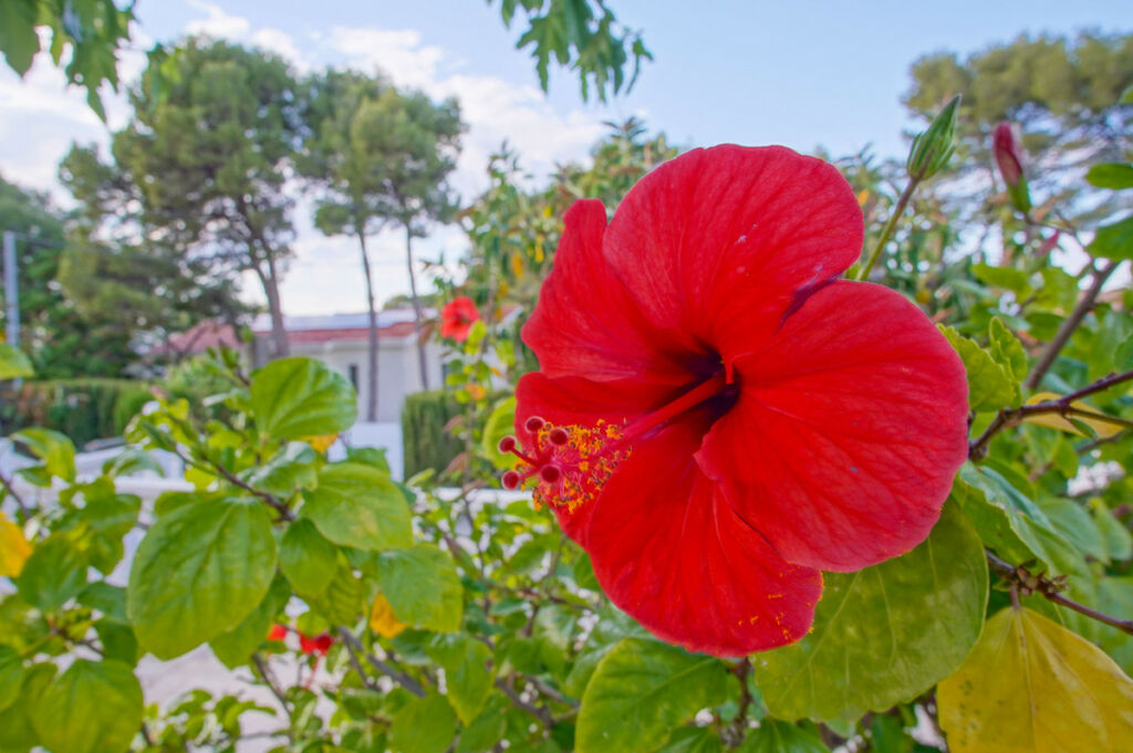 Detached Villa Denia Alicante - image 49