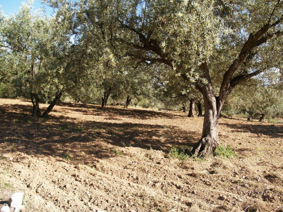 Finca - Cortijo Periana Málaga - image 5
