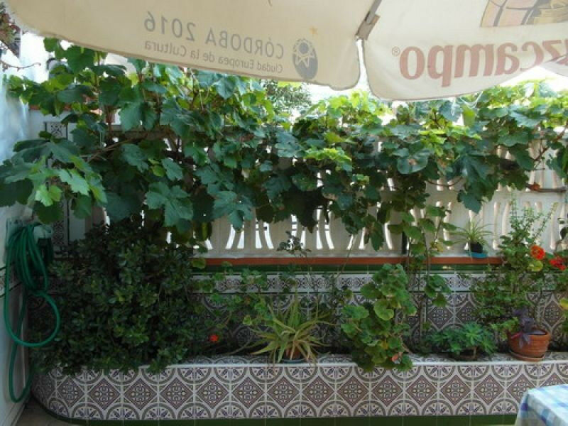 Ground Floor Apartment Benajarafe Málaga - image 5
