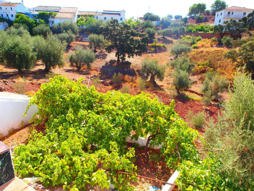 Finca - Cortijo Comares Málaga - image 6