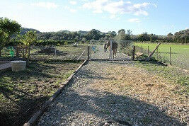 Finca - Cortijo Jimena de la Frontera Cádiz - image 6