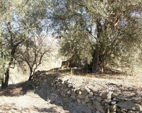 Finca - Cortijo Canillas de Aceituno Málaga - image 6