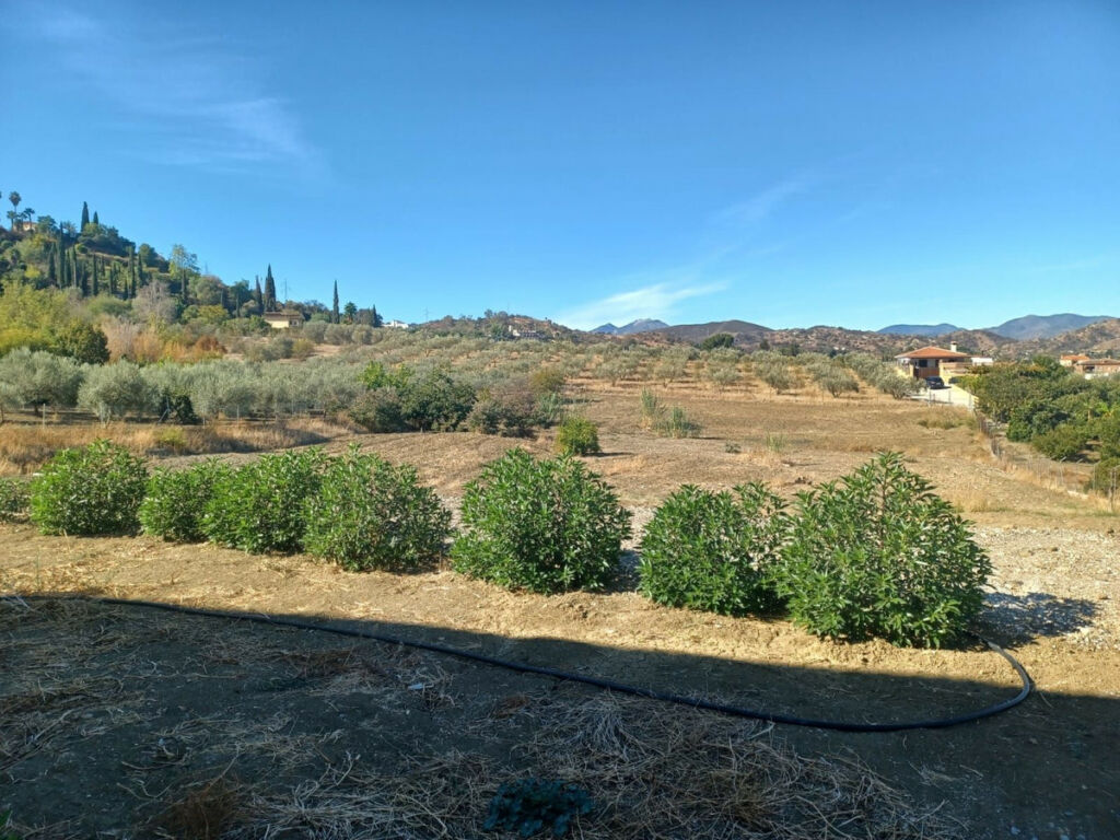 Finca - Cortijo Coín Málaga - image 7