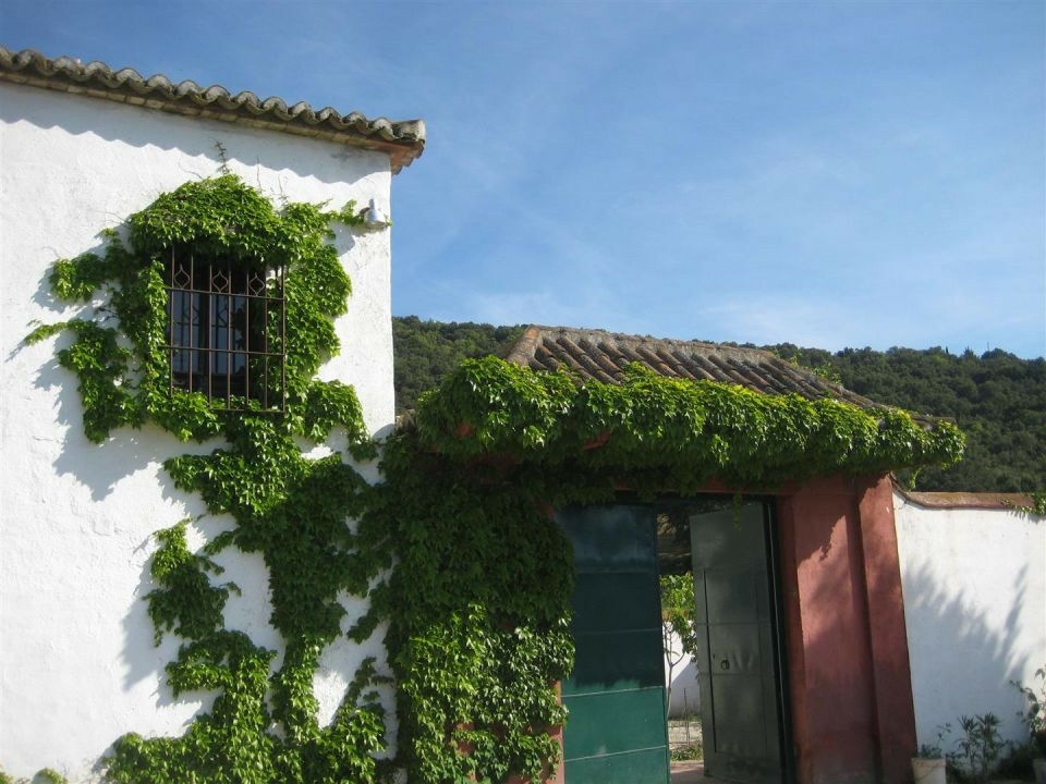 Finca - Cortijo Alcaucín Málaga - image 7