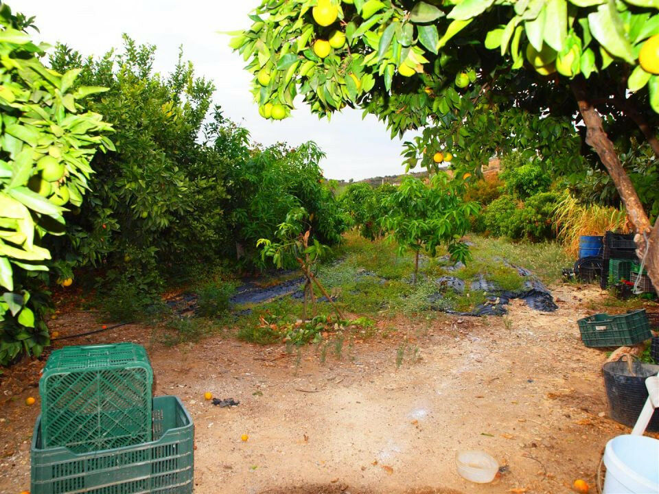 Finca - Cortijo Cajiz Málaga - image 7