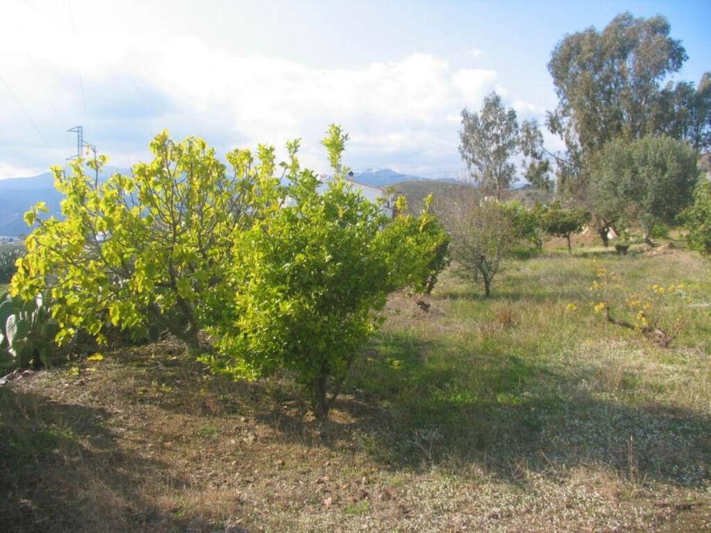 Finca - Cortijo Triana Málaga - image 7