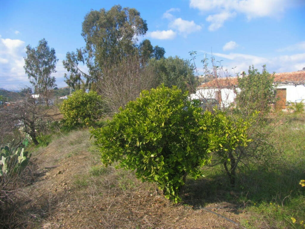 Finca - Cortijo Triana Málaga - image 8
