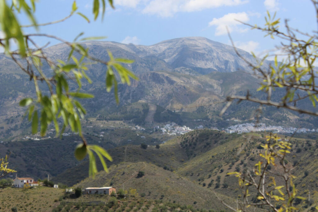 Finca - Cortijo Alcaucín Málaga - image 8