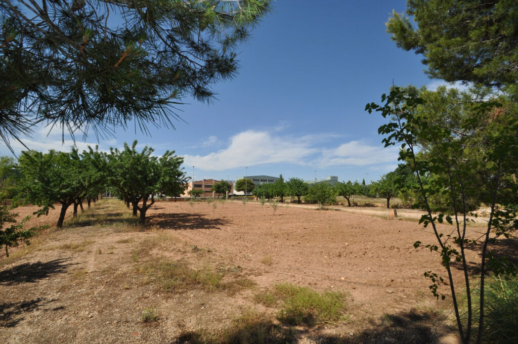 Finca - Cortijo Pinoso Alicante - image 8
