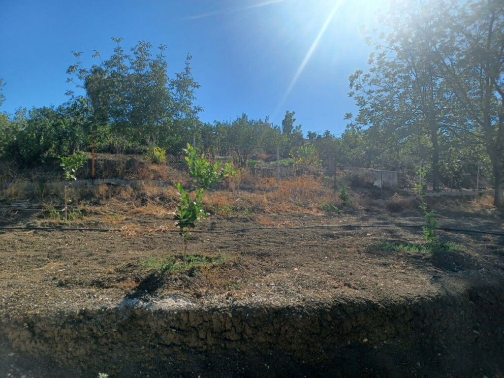 Finca - Cortijo Coín Málaga - image 8