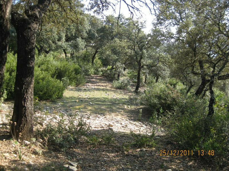 Finca - Cortijo Arcos de la Frontera Cádiz - image 9