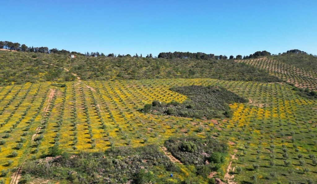 Land Archidona Málaga - image 10