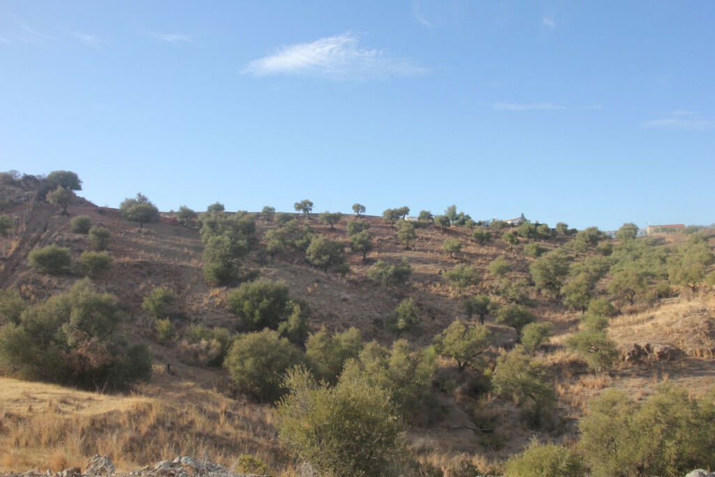 Land Coín Málaga - image 10