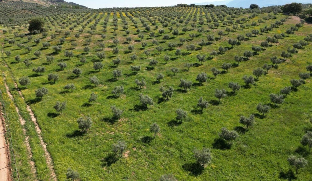 Land Archidona Málaga - image 16