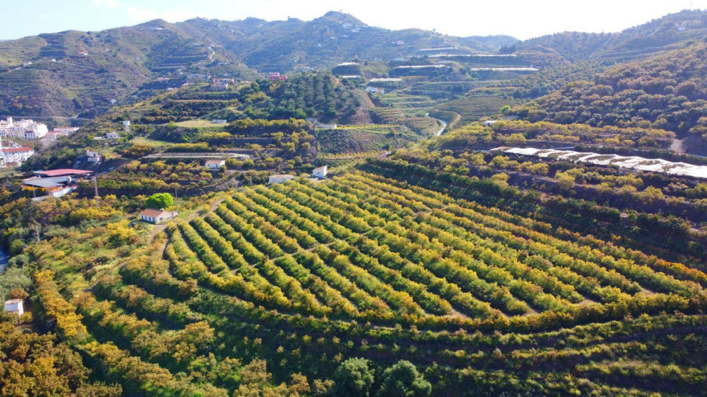 Finca - Cortijo Algarrobo Málaga - image 18