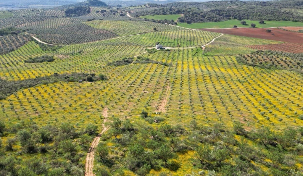 Land Archidona Málaga - image 2