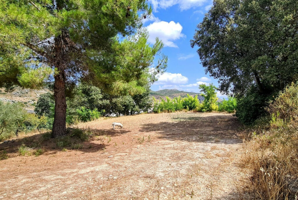 Finca - Cortijo Muro de Alcoy Alicante - image 23