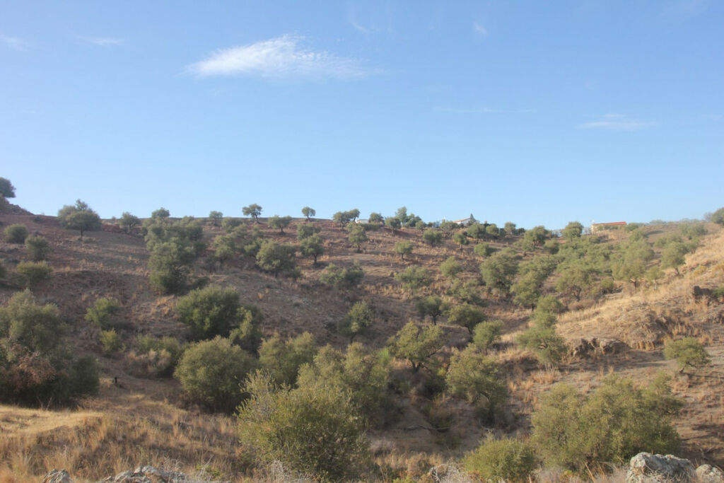 Land Coín Málaga - image 5