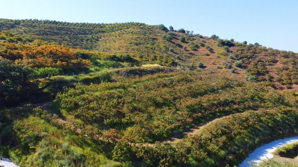 Finca - Cortijo Algarrobo Málaga - image 5