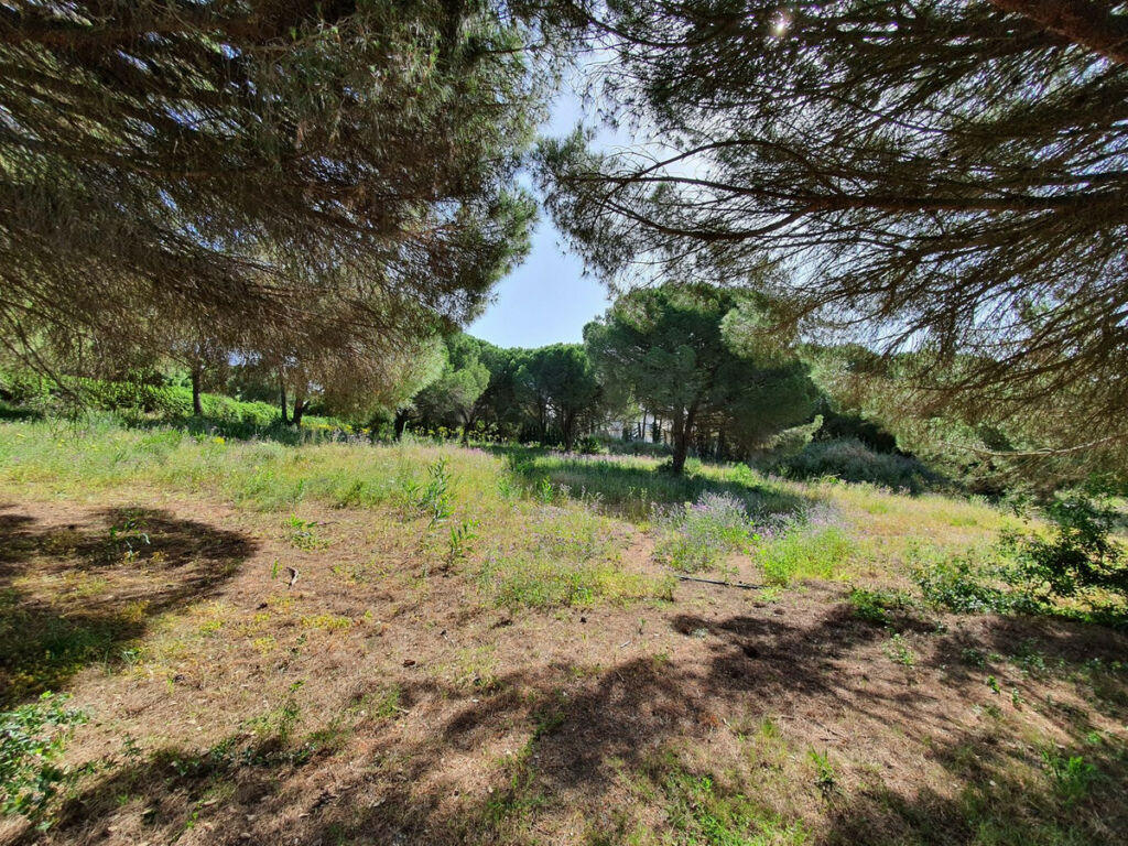 Residential Plot Sotogrande Cádiz - image 2