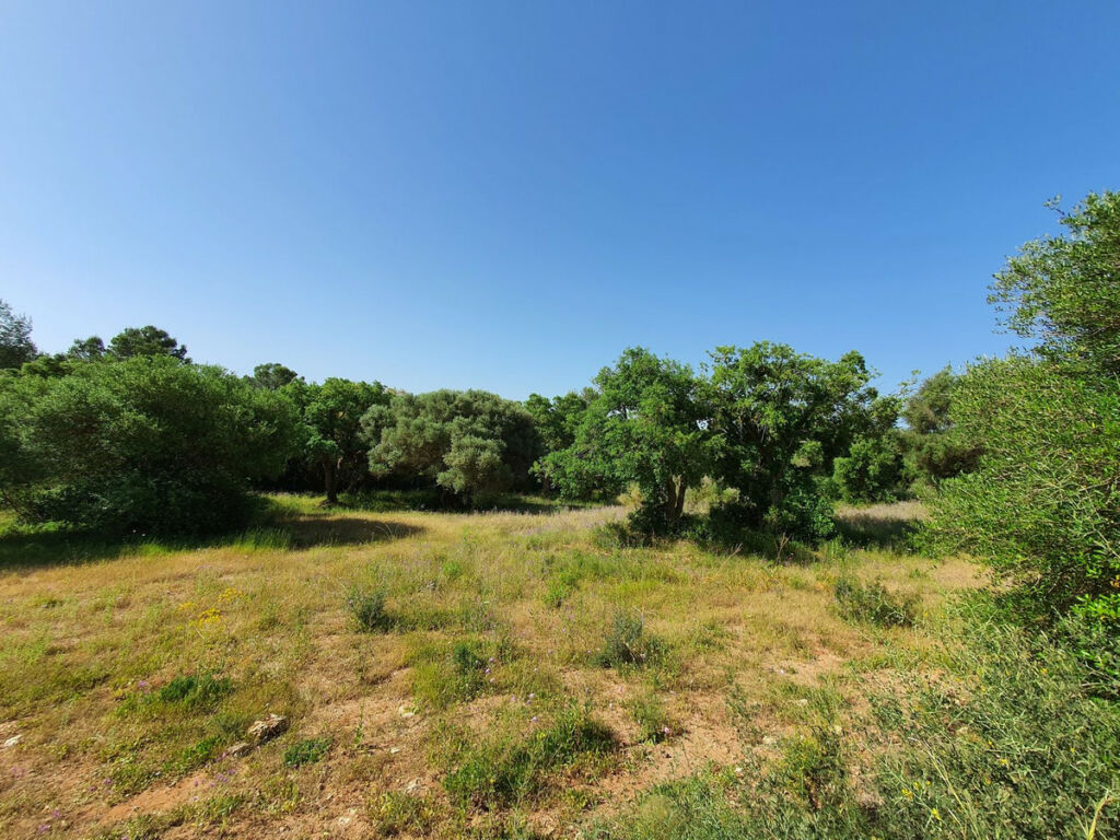 Residential Plot Sotogrande Cádiz - image 4