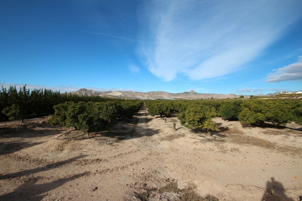 Finca - Cortijo Murcia City Murcia - image 43