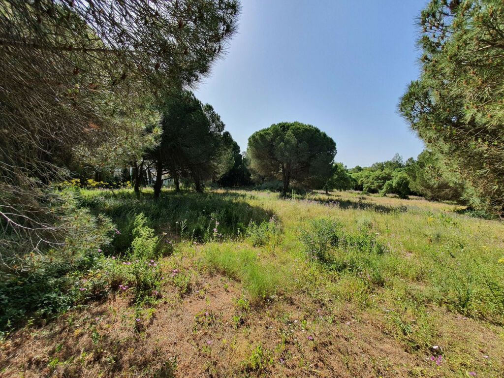 Residential Plot Sotogrande Cádiz - image 5