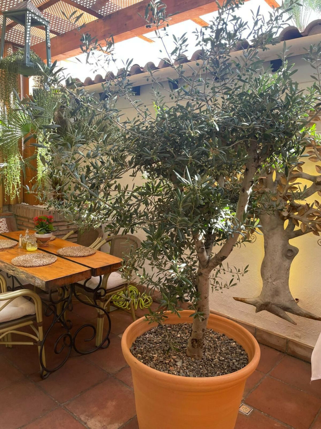Restaurant Nueva Andalucía Málaga - image 26
