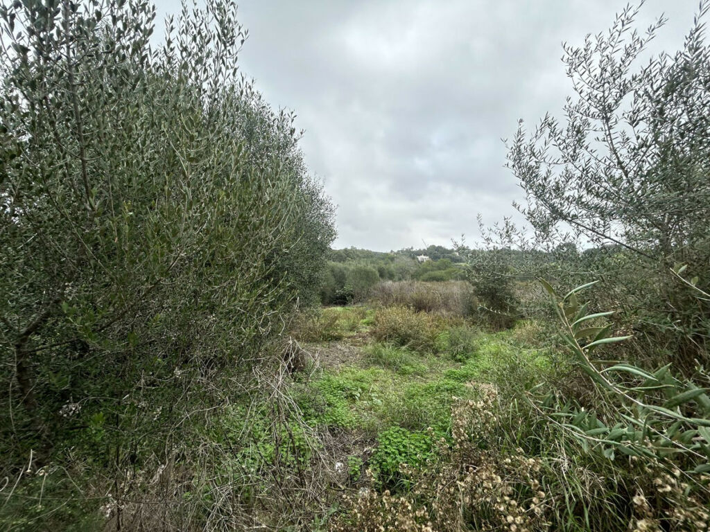 Residential Plot Sotogrande Alto Cádiz - image 9