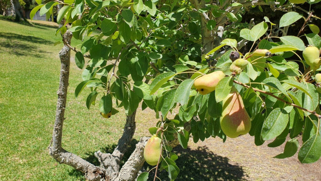 Finca - Cortijo Monda Málaga