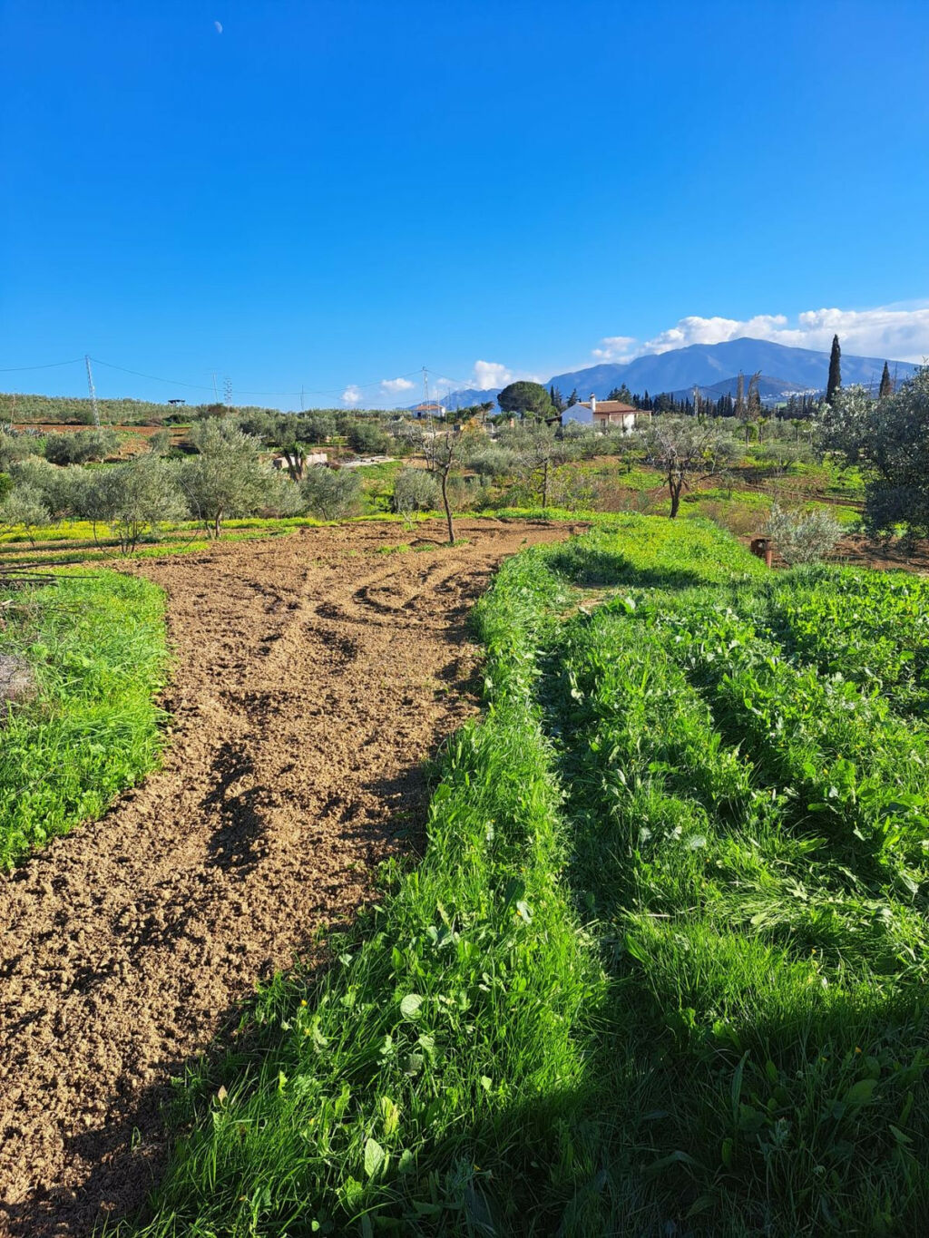 Land Coín Málaga - image 17