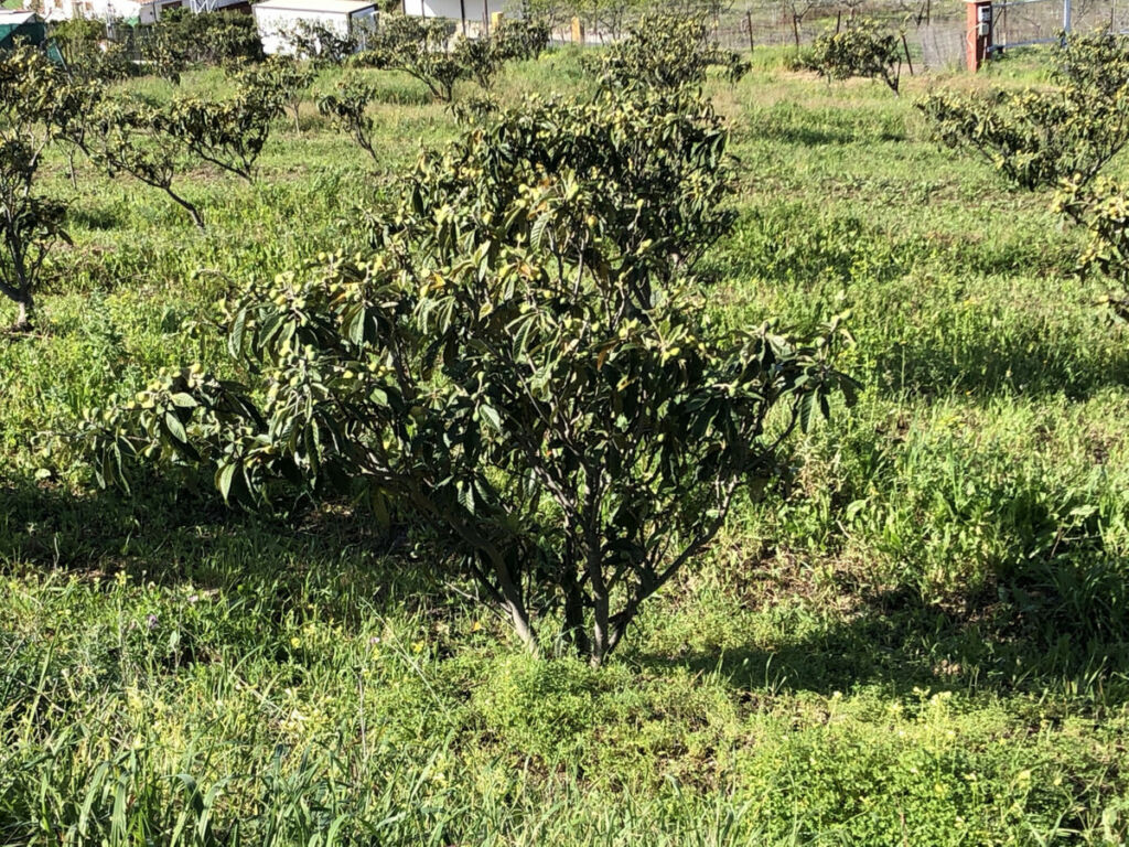 Land Estepona Málaga - image 18