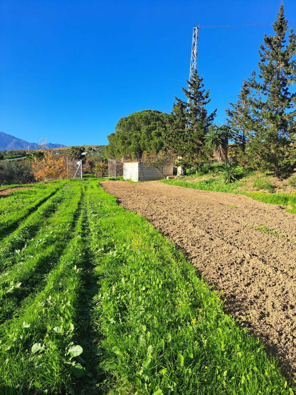 Land Coín Málaga - image 18
